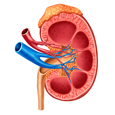Unidad de riñón